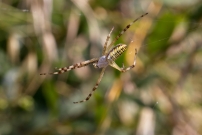 L'Argiope frelon ou Argiope fascie. Une femelle immature (Araneae - Araneidae - Argiope bruennichi)